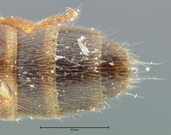Media type: image;   Entomology 24100 Aspect: abdomen ventral view